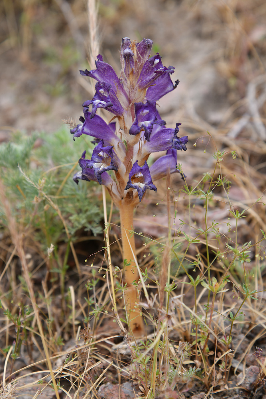 Изображение особи Orobanche amoena.