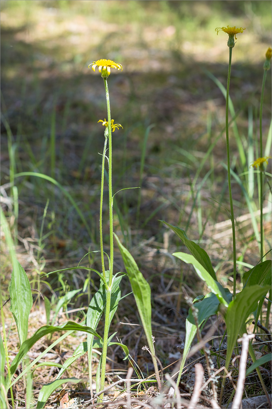 Изображение особи Scorzonera humilis.