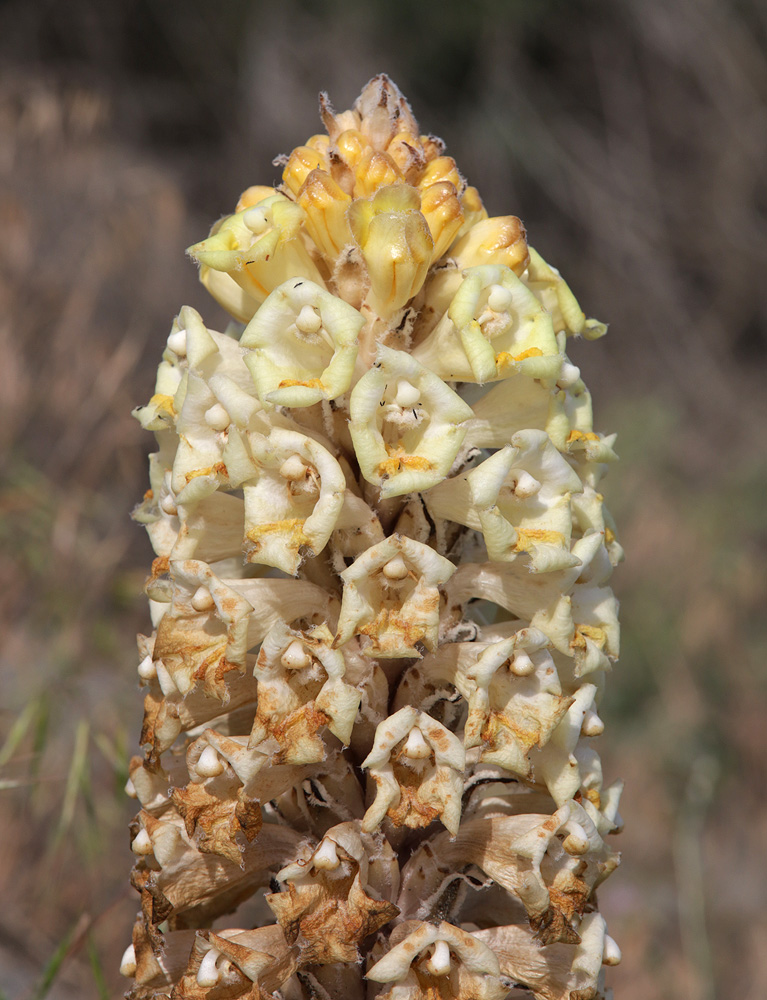 Image of Cistanche trivalvis specimen.