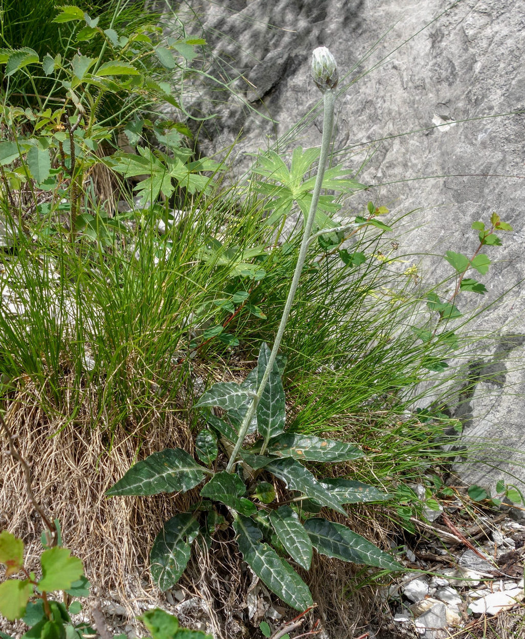 Image of Saussurea jadrinzevii specimen.