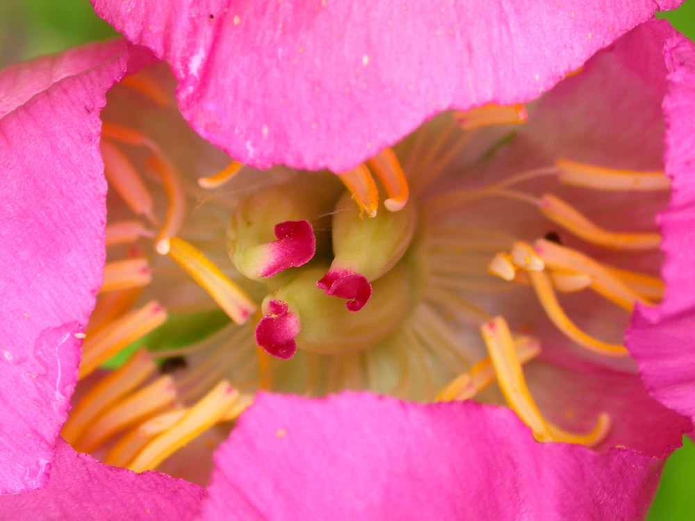 Image of Paeonia obovata specimen.