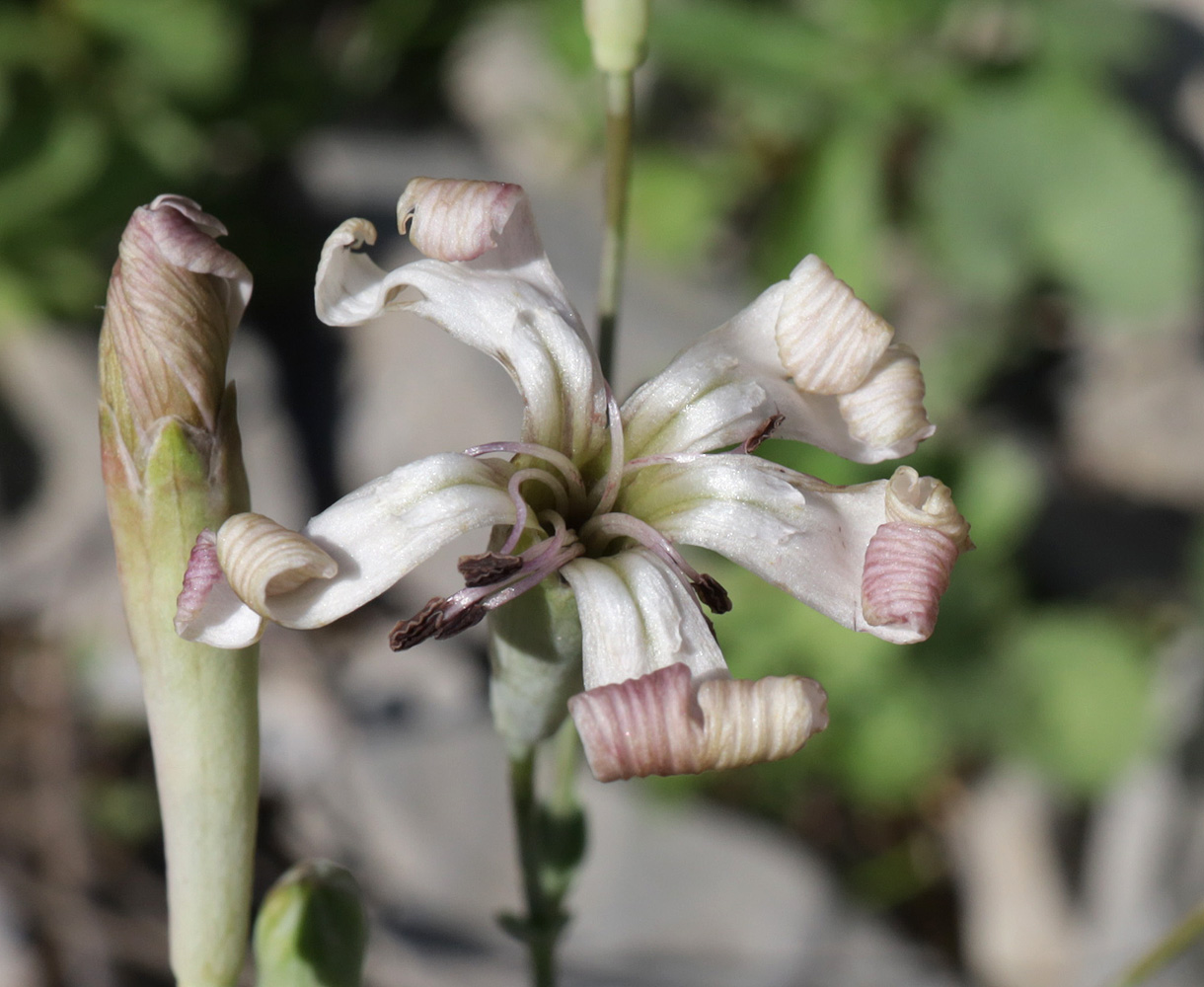 Image of Silene chlorifolia specimen.