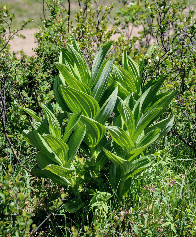 Изображение особи Veratrum lobelianum.