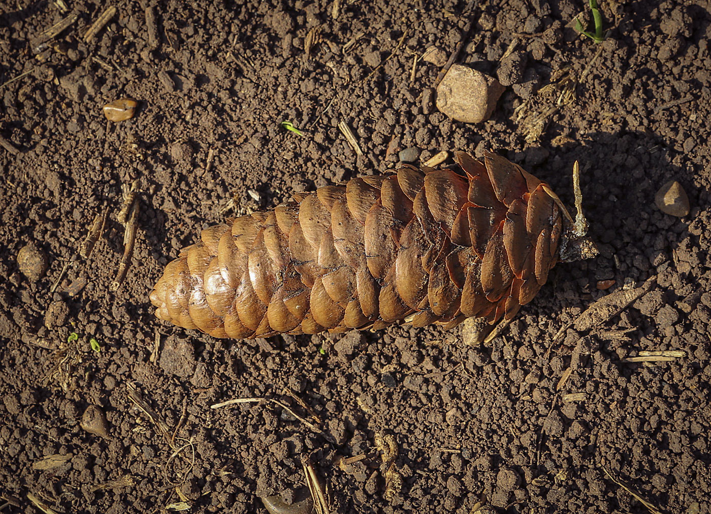 Изображение особи Picea obovata.