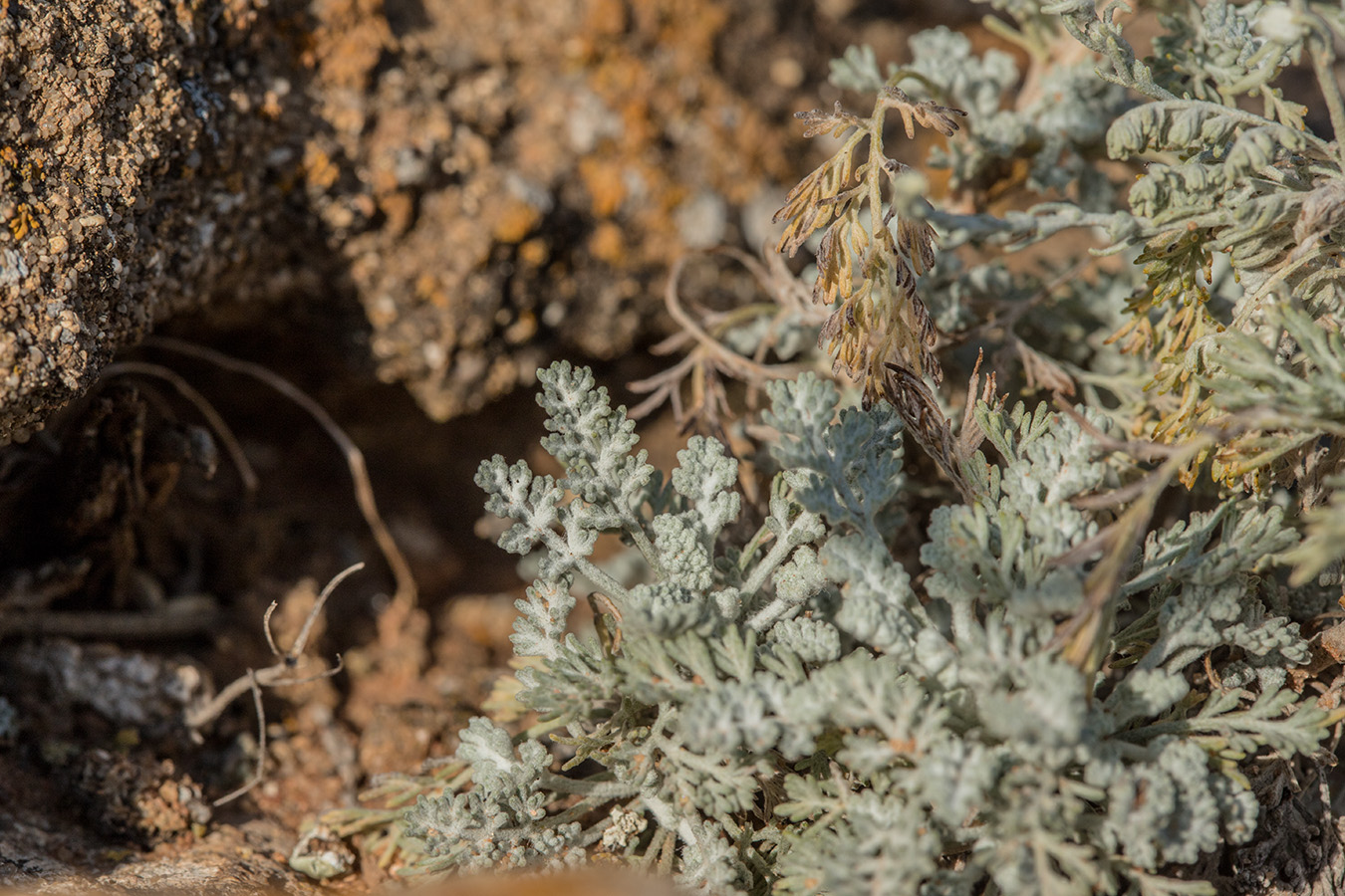 Image of genus Artemisia specimen.