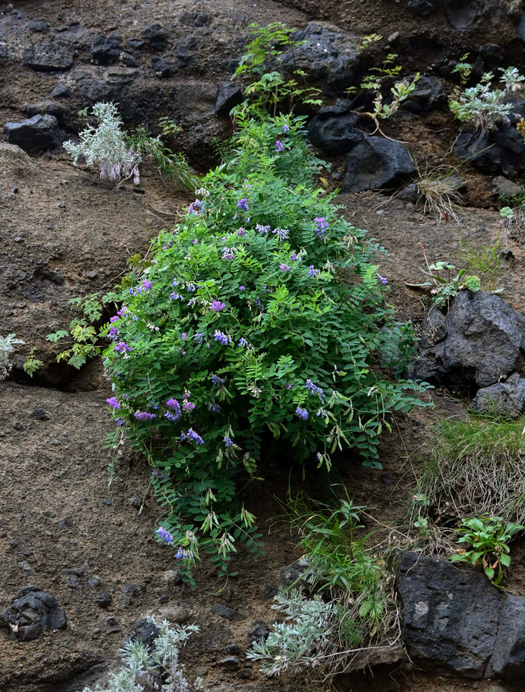 Изображение особи Vicia japonica.