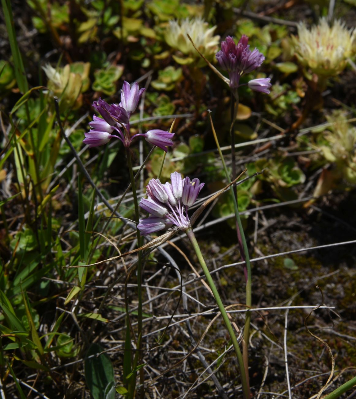 Image of genus Allium specimen.