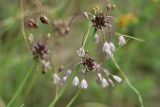 Allium oleraceum. Верхушки побегов с соцветиями с цветками и выводковыми луковичками. Беларусь, Витебская обл., Браславский р-н, нац. парк «Браславские озёра»; гора Маяк (Бизня), суходольный разнотравно-злаковый луг. 29.07.2023.