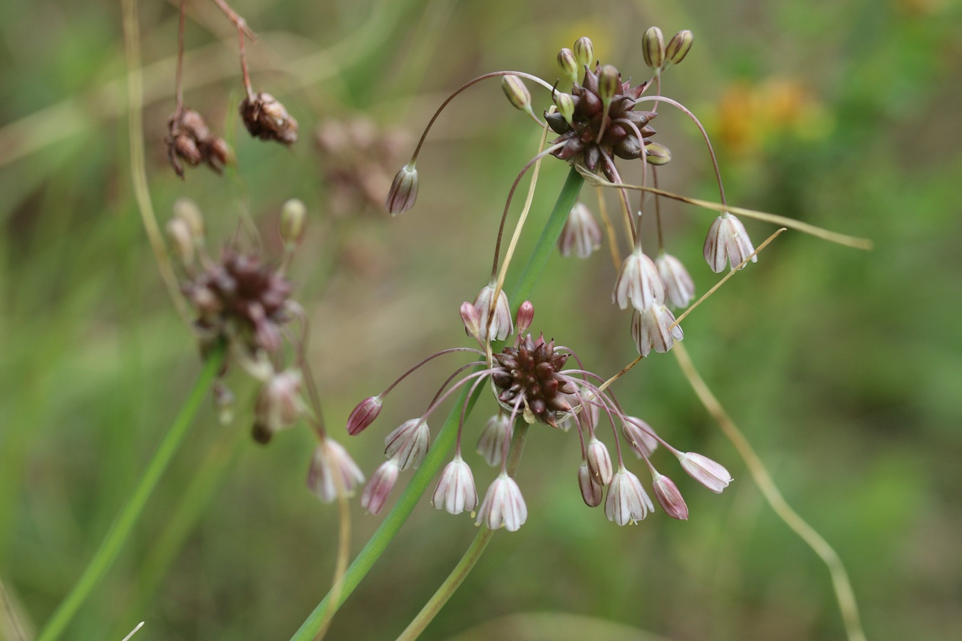 Image of Allium oleraceum specimen.