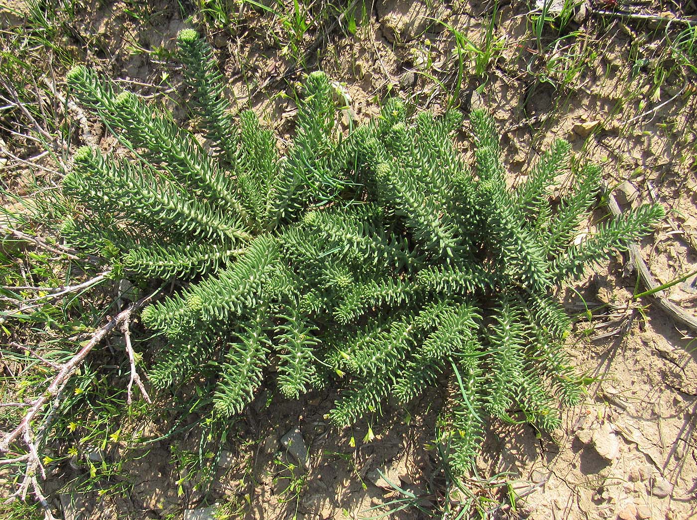 Image of Pseudosedum lievenii specimen.