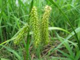 Carex vesicaria