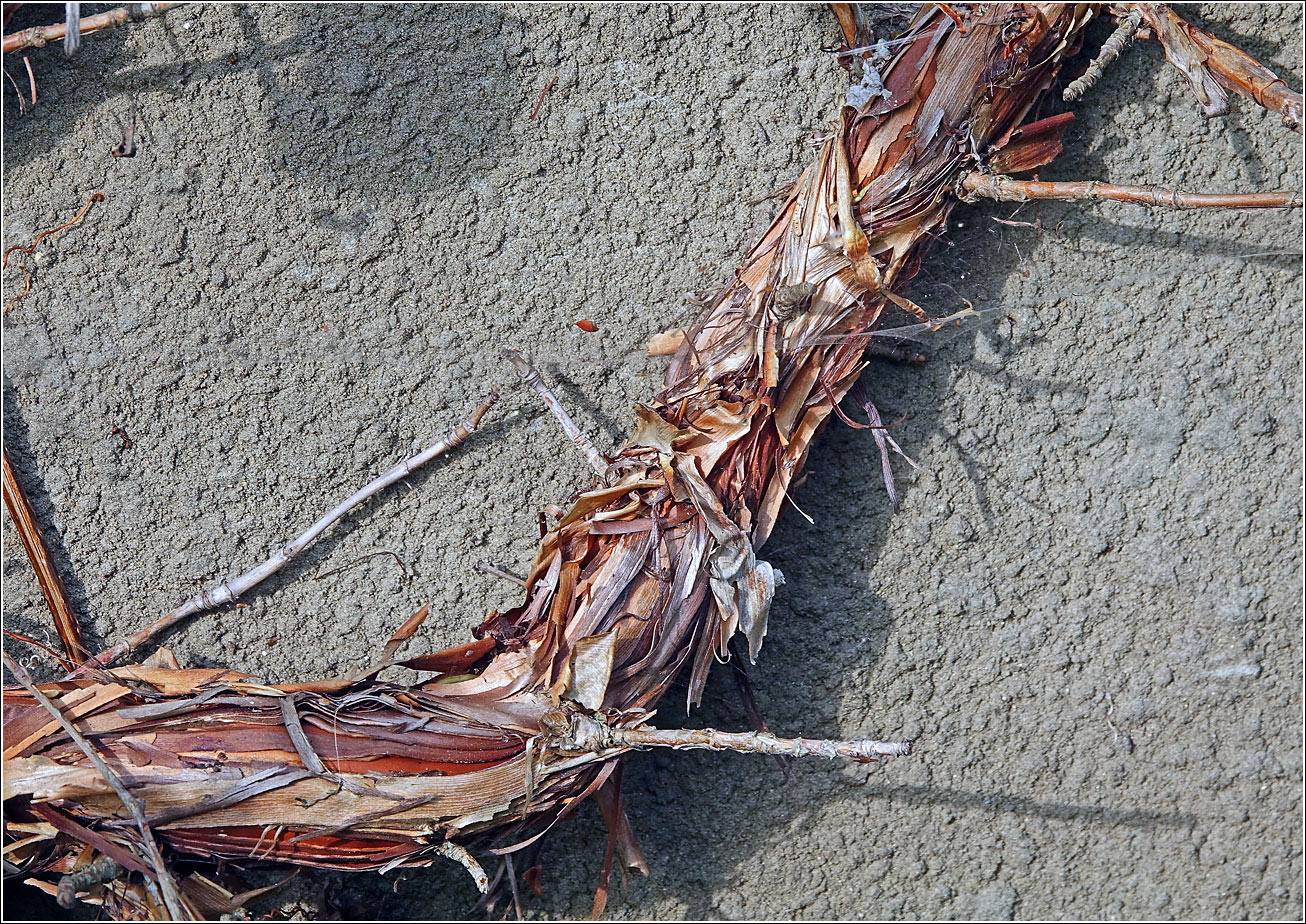 Image of Hydrangea petiolaris specimen.