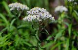 Anaphalis margaritacea. Верхушка побега с соцветиями. Сахалин, Макаровский гор. округ, окр. Клоковского водопада, опушка смешанного леса. 12.08.2023.