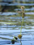 Sparganium gramineum. Верхушка соцветия с доцветающей над водой тычиночной частью и с завязавшимися плодами. Ленинградская обл., Всеволожский р-н, пос. Токсово, южный берег оз. Чайное; Sparganietum в прибрежной зоне, внутренний пояс Sparganium gramineum, песчано-илистое дно на глубине 50—80 см. 17 августа 2022 г.