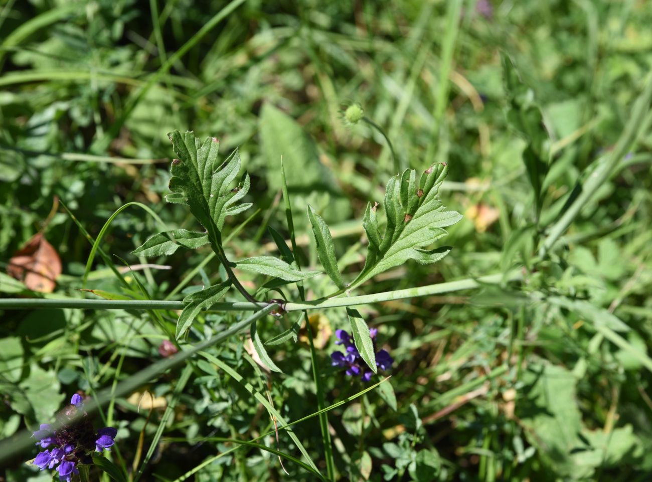 Image of Scabiosa ochroleuca specimen.