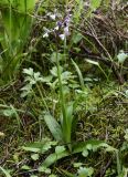 Anacamptis morio subspecies syriaca