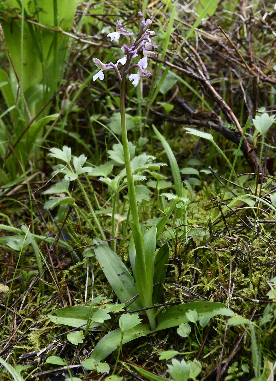 Изображение особи Anacamptis morio ssp. syriaca.