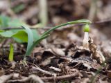 Galanthus alpinus. Отцветшее растение с завязавшимся плодом. Краснодарский край, Крымский р-н, окр. станицы Неберджаевская, ур. Малый Яр, буково-грабово-дубовый лес. 23.02.2024.