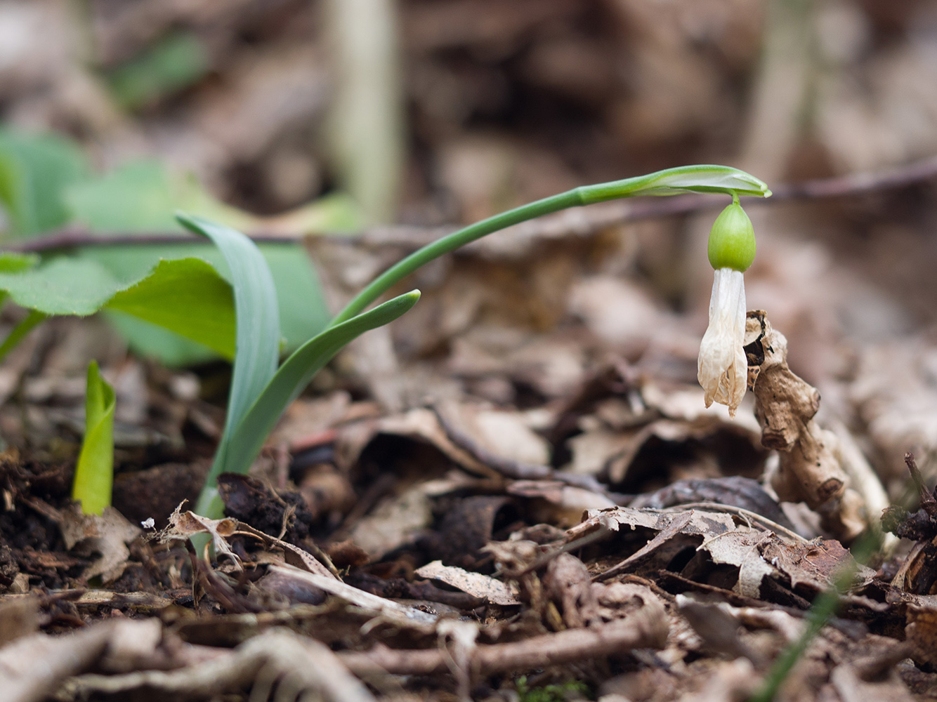 Изображение особи Galanthus alpinus.