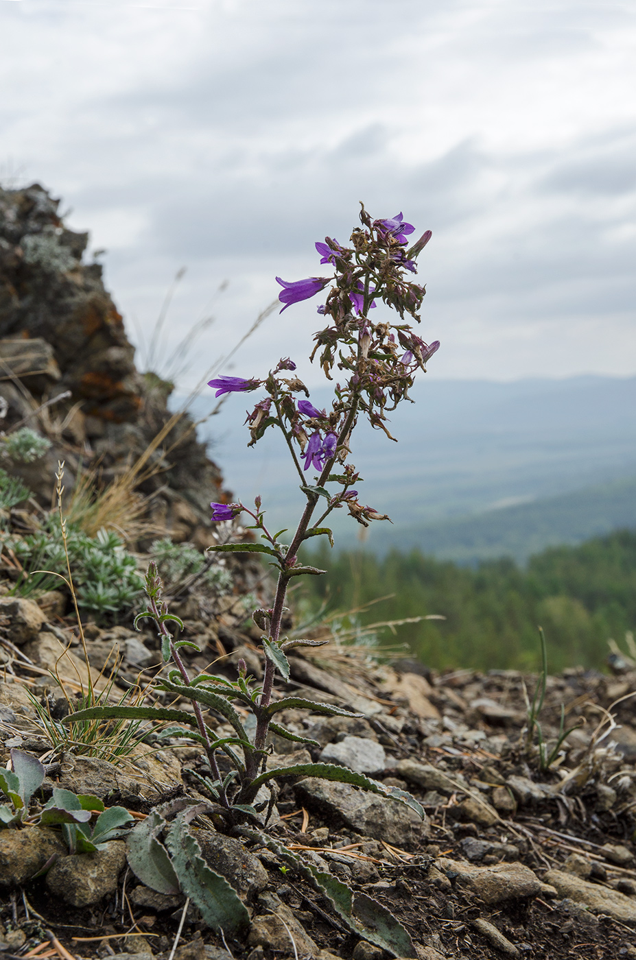 Image of Campanula sibirica specimen.