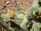 Centaurea benedicta