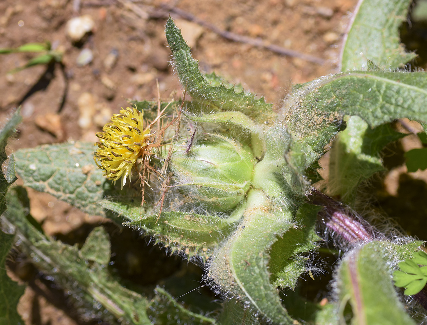 Image of Centaurea benedicta specimen.