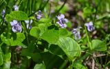 Viola palustris