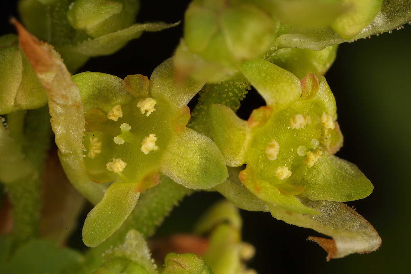 Image of Ribes alpinum specimen.