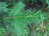 Abies sibirica