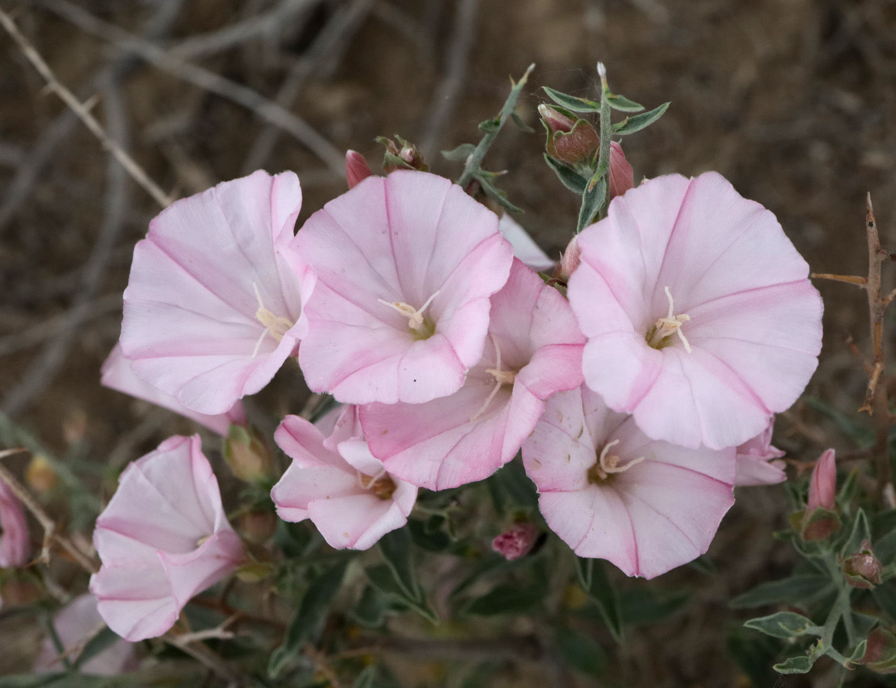 Изображение особи Convolvulus fruticosus.