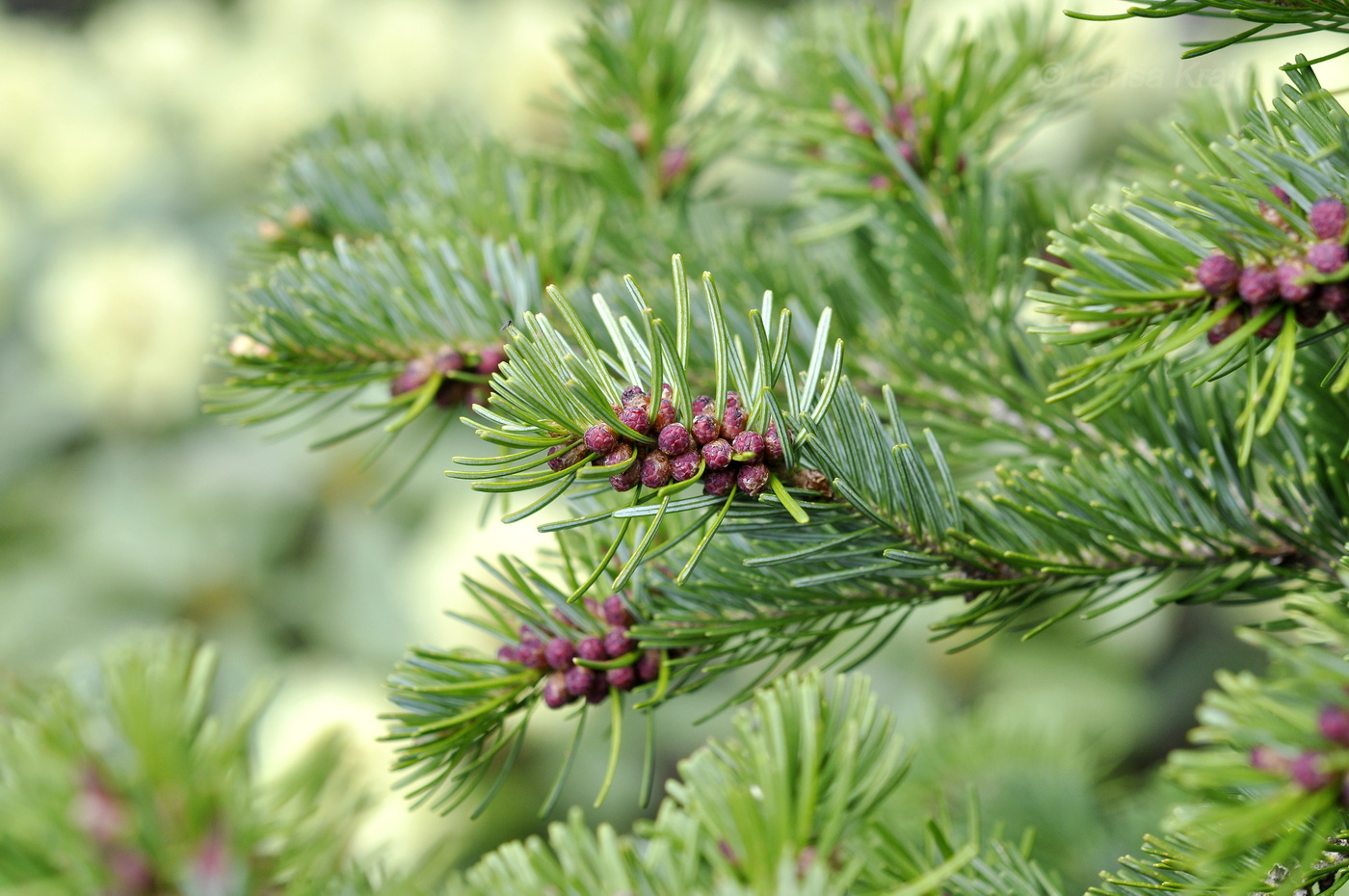 Image of Abies nephrolepis specimen.