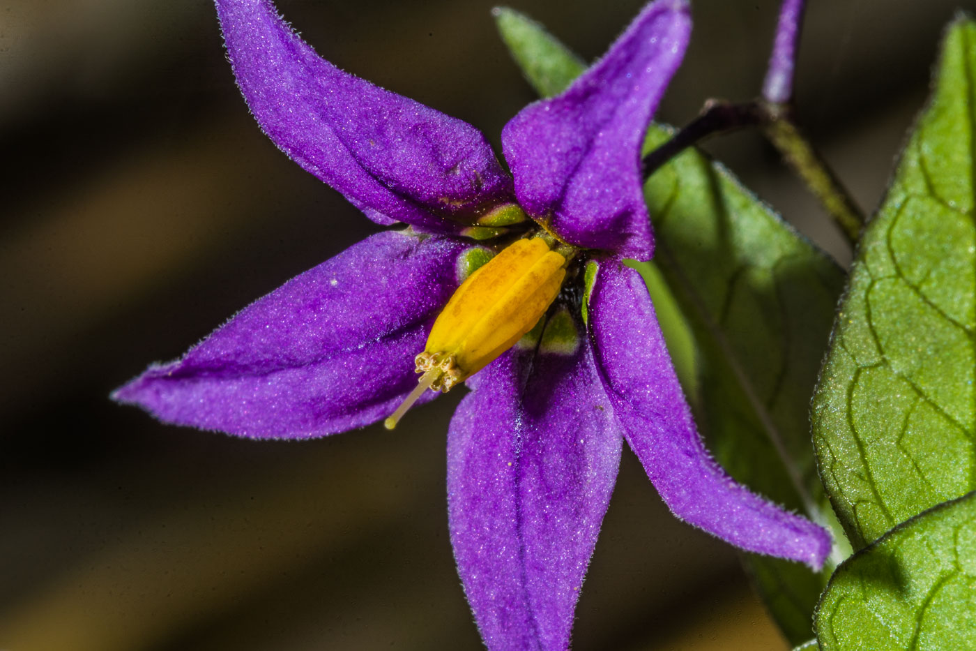 Изображение особи Solanum dulcamara.