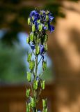 род Delphinium