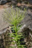 genus Lapsana