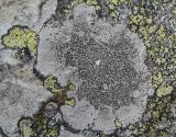 Bellemerea alpina