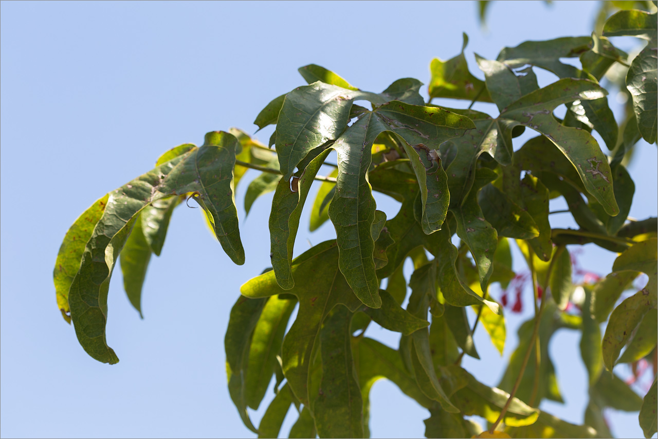 Изображение особи Brachychiton acerifolius.