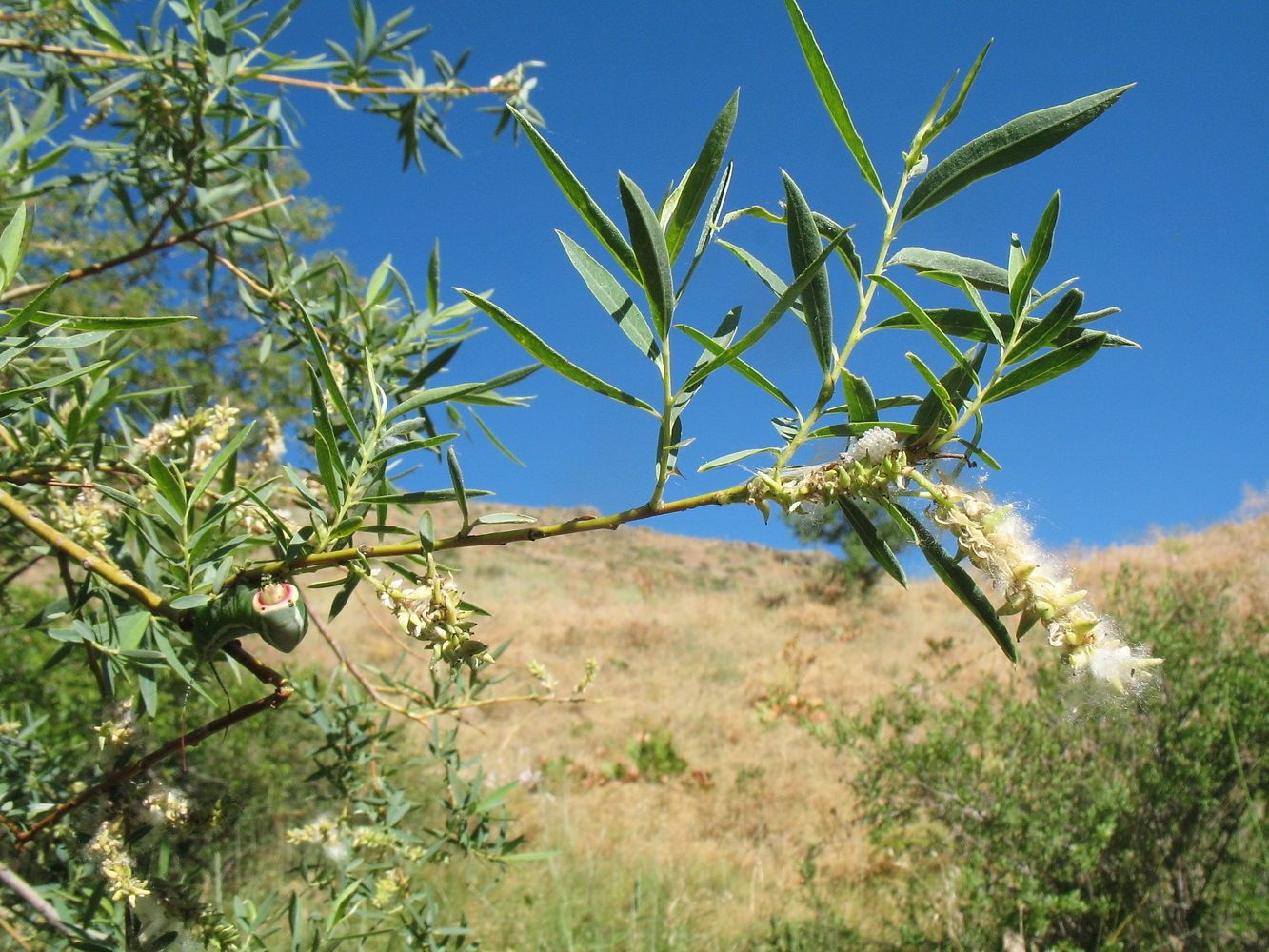 Image of Salix niedzwieckii specimen.