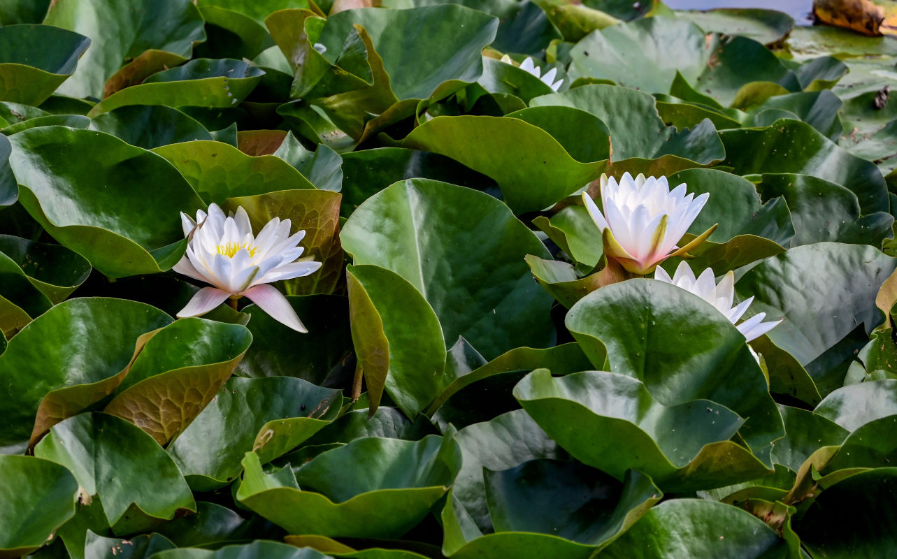 Изображение особи Nymphaea &times; marliacea.