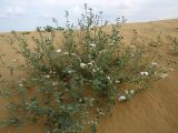 Heliotropium suaveolens