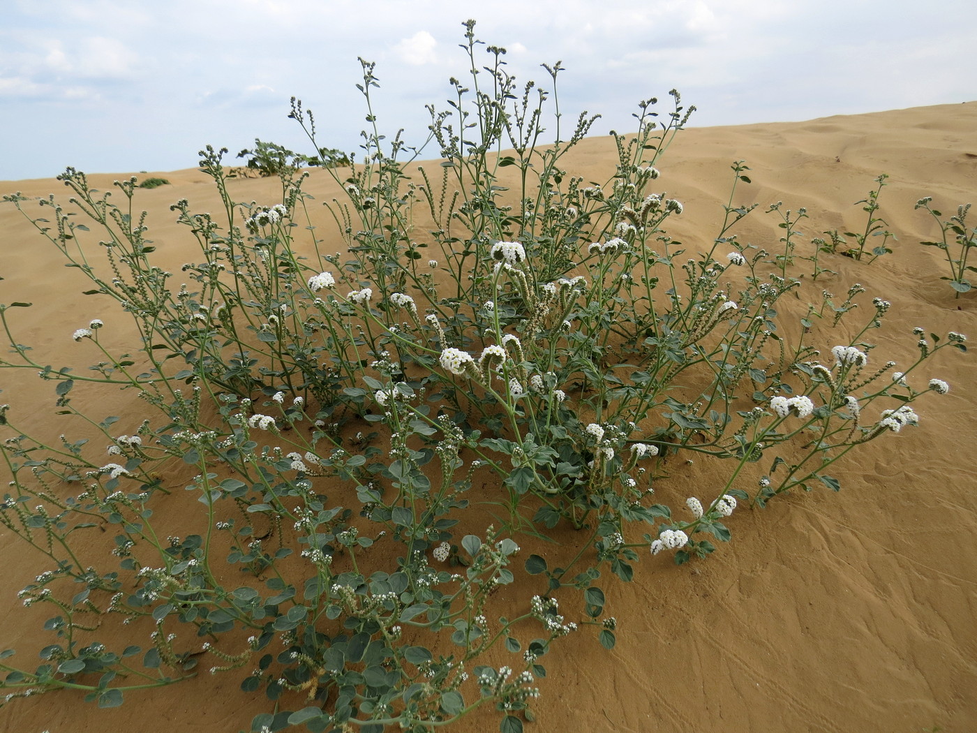 Изображение особи Heliotropium suaveolens.