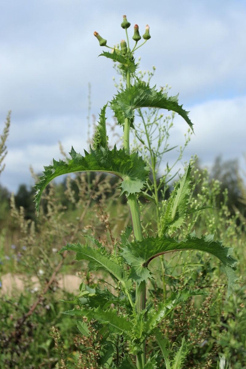 Image of Sonchus asper specimen.