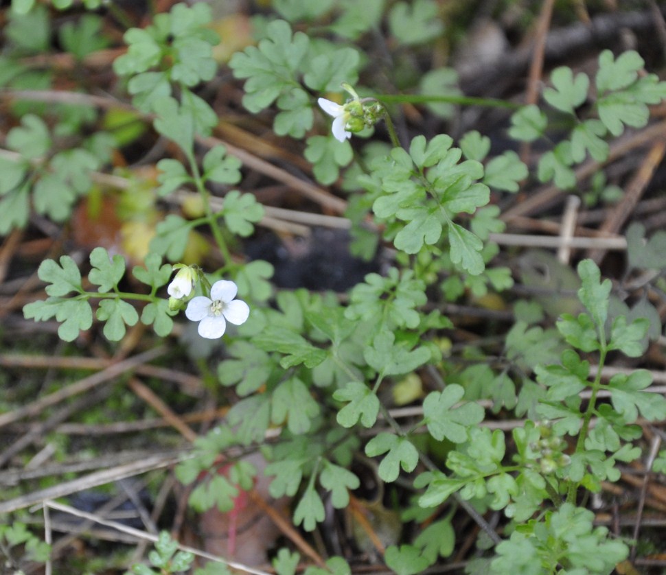 Изображение особи Cardamine graeca.