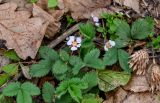 Potentilla micrantha. Верхушка цветущего растения. Краснодарский край, Сочи, Хостинский р-н, гора Ахун, широколиственный лес. 14.03.2025.