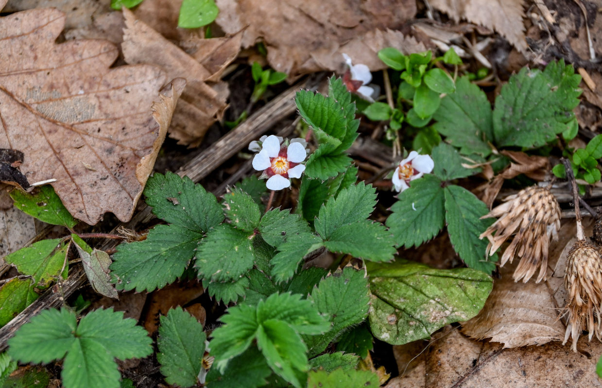 Image of Potentilla micrantha specimen.