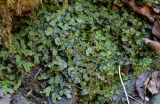 Conocephalum conicum