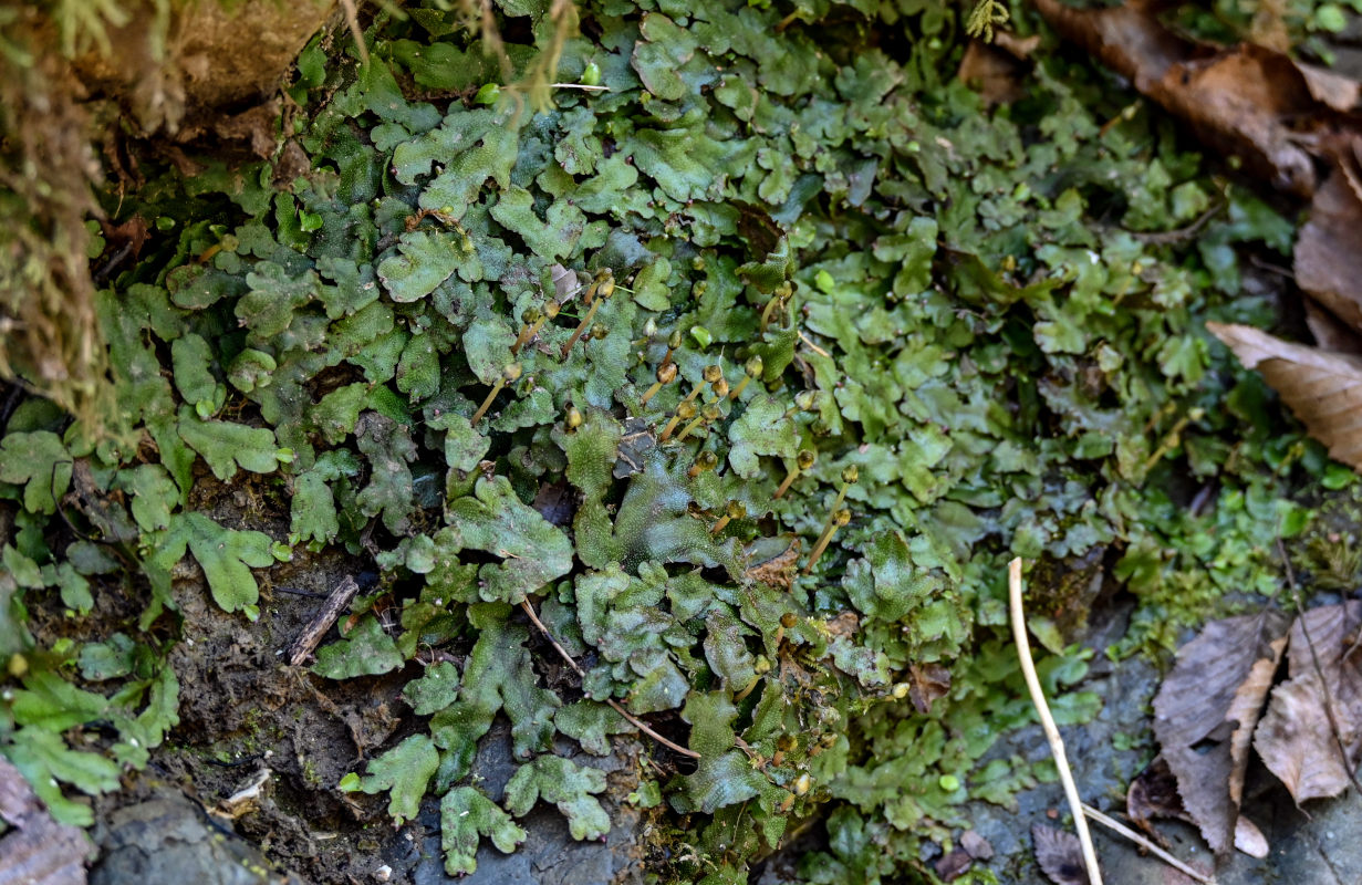 Image of Conocephalum conicum specimen.