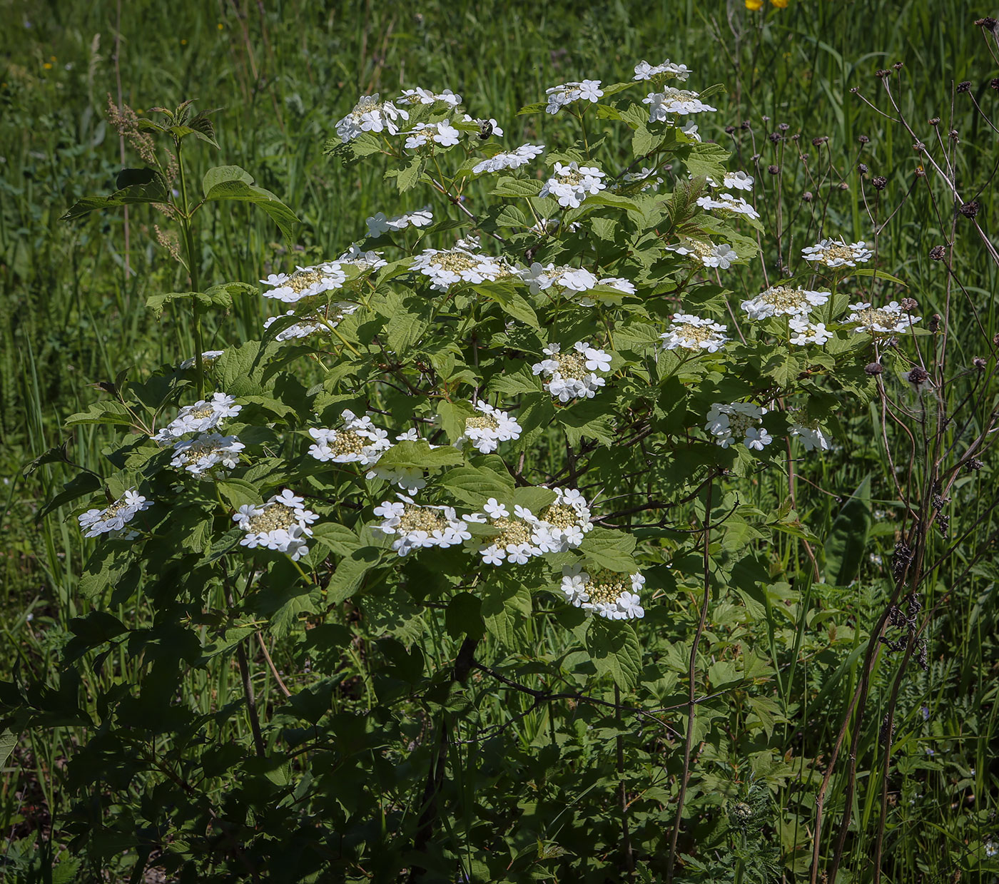 Image of Viburnum opulus specimen.