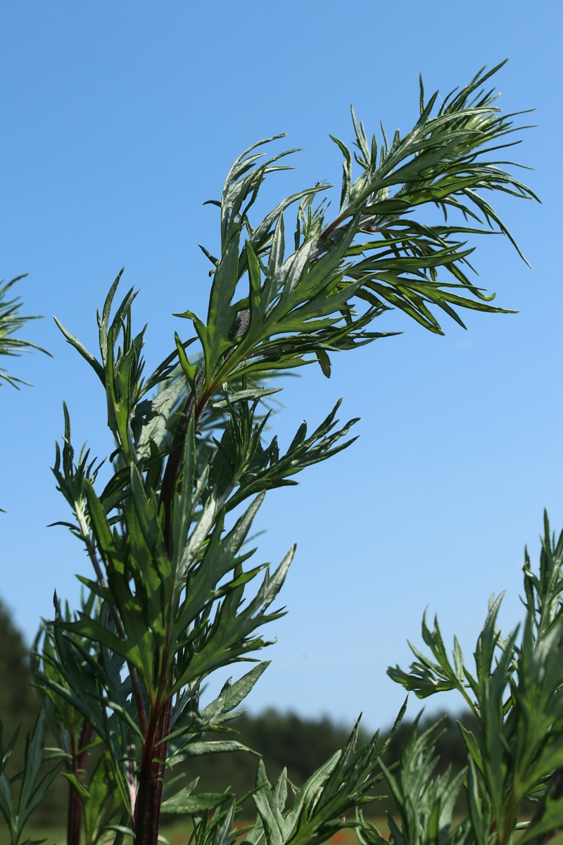 Image of Artemisia vulgaris specimen.