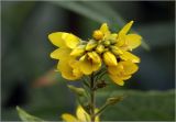 Lysimachia vulgaris. Верхушка побега с бутонами и цветками. Московская обл., Раменский р-н, окр. дер. Хрипань, садовый участок. 07.06.2025.