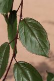 Malus × moerlandsii. Часть ростового побега с повреждёнными листьями. Санкт-Петербург, Кировский р-н, озеленение бульвара, в культуре. 20.07.2025.